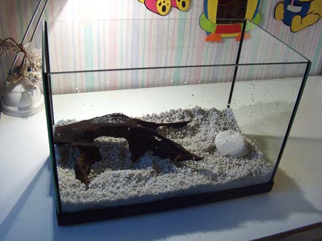 primo acquario.jpg