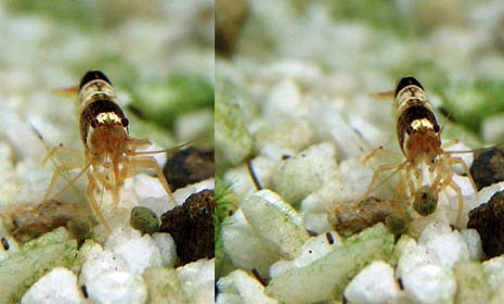 neocaridina & hi green