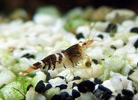 neocaridina