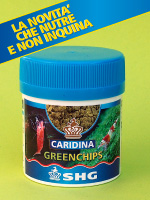 SHG - Caridina Greenchips
