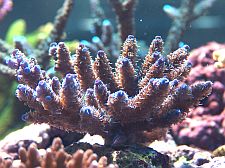 Acropora