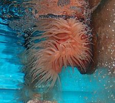 Actinia Equina
