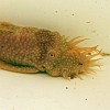 Ancistrus albino, maschio adulto