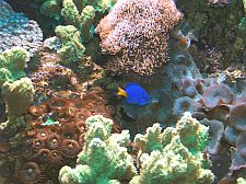 Barriera Corallina
