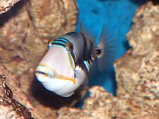 Pesce Picasso