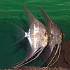 Pterophillum Scalare selvatico