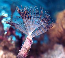 Spirografo del Mediterraneo