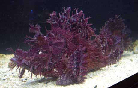 rhinopias.jpg