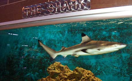 the shark pinna nera.jpg