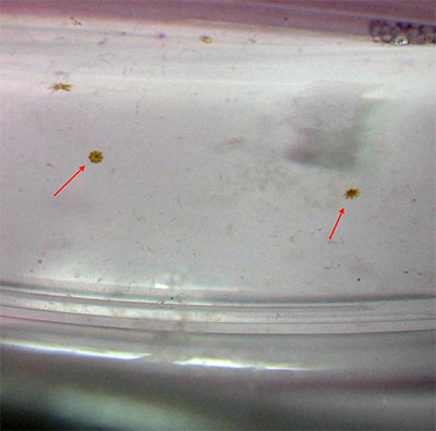 4 due efire di phyllorhiza punctata.jpg