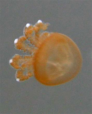 5 individuo semiadulto di phyllorhiza punctata.jpg