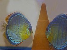 Rio Tefe Green Discus (Bruno Scotto 2000)