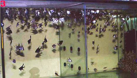 Allevamento Scalari (Mario Trioli 1998)